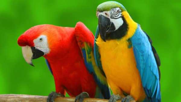 Parrot Bird Live Wallpaper screenshot 1