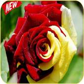 flower wallpaper hd full screen 🌹🌹 icon