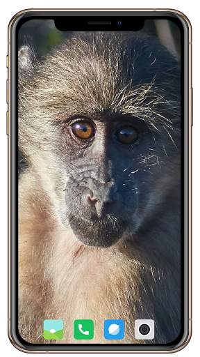 Monkey Wallpaper screenshot 1