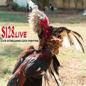 Live Streaming Cock Fighting