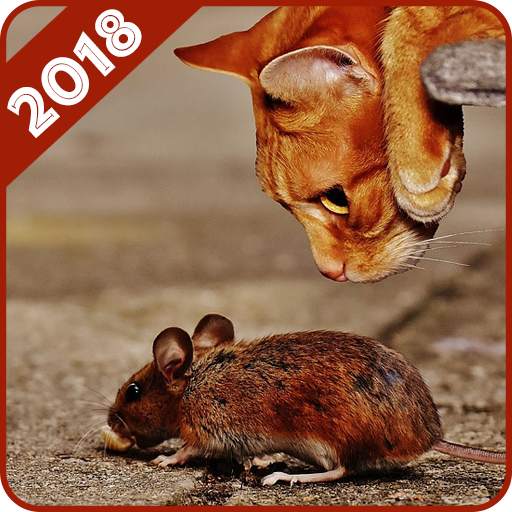 Funny Animals 1.0