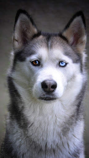 Magic Touch: Husky Live Wallpaper screenshot 1