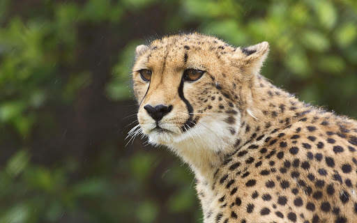 Cheetah Live Wallpaper screenshot 5