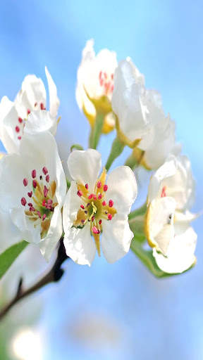 Flowers Live Wallpaper screenshot 1