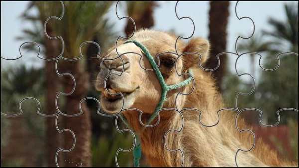 Camel Jigsaw Puzzles Game screenshot 8