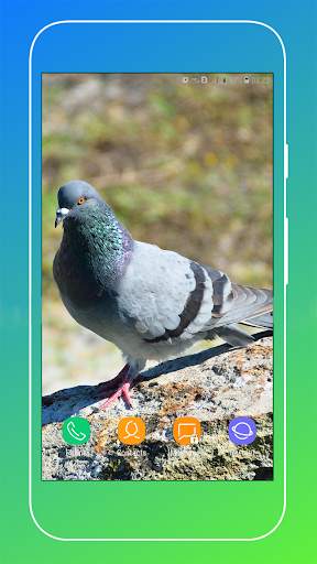 Pigeon Wallpaper screenshot 12