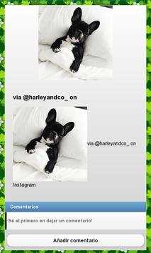 Dog Breeds Pictures screenshot 3