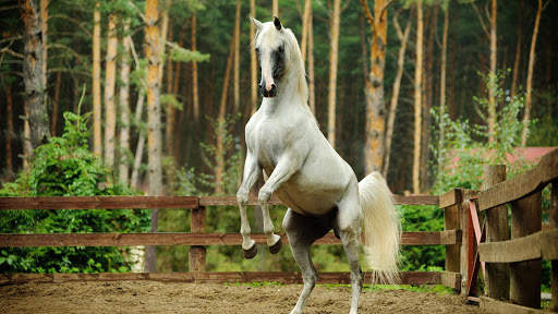 Horses Live Wallpaper (wallpapers & backgrounds) screenshot 4