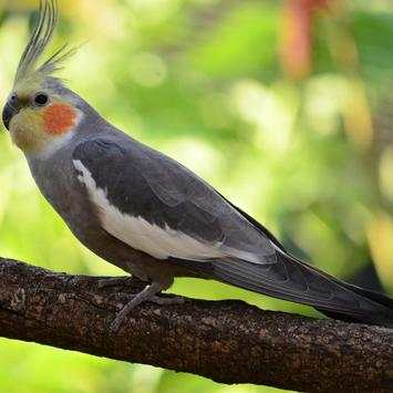 Bird Ringtone screenshot 2