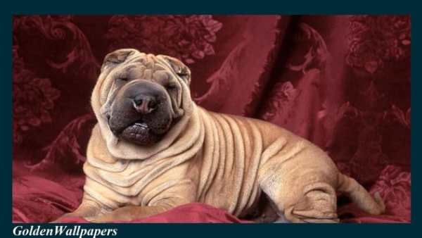 Shar Pei Wallpaper screenshot 4