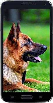 HD Amazing German Shepherd Wallpapers • Pets Dogs screenshot 3