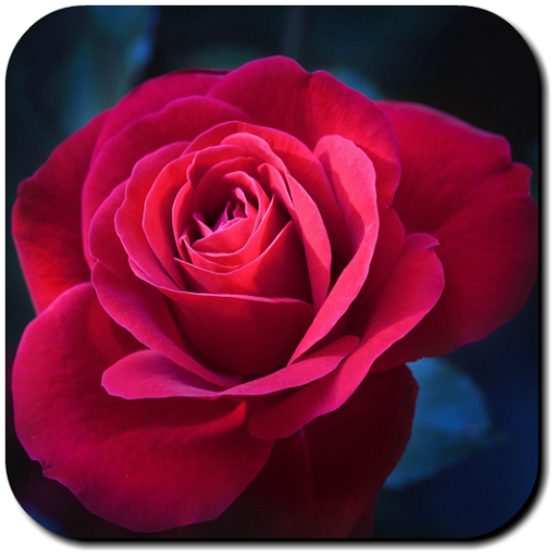 ikon Rose Wallpapers