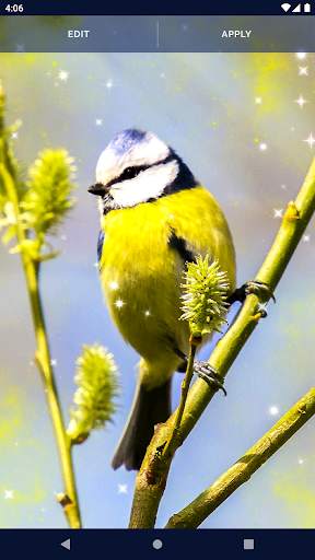 Bird Parrots HD Live Wallpaper screenshot 6