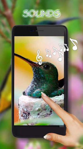 Birds Live Wallpaper screenshot 1