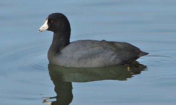 American Coot Bird Sound screenshot 2