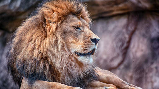 Lion Live Wallpaper (Wallpapers & Backgrounds) screenshot 4