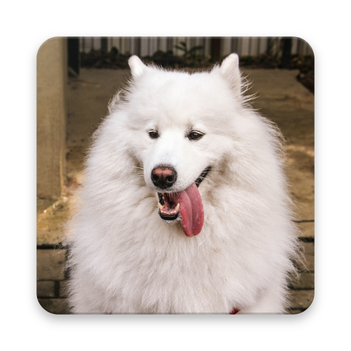 Animal Sounds icon