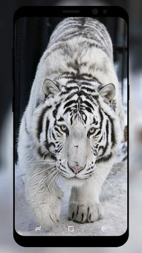 White Tiger Wallpaper HD screenshot 5