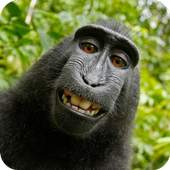 Funny Wallpapers 1.2