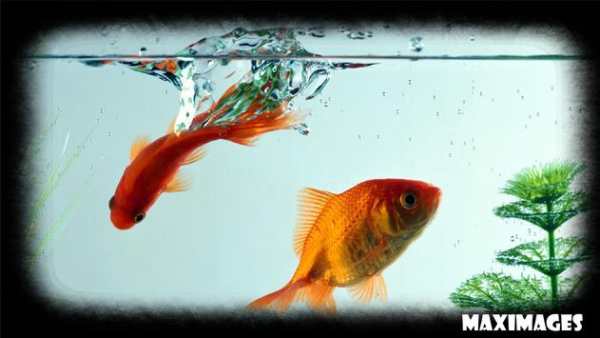 Goldfish Wallpaper скриншот 2