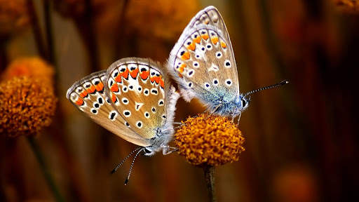 Butterfly Live Wallpaper (backgrounds) screenshot 12