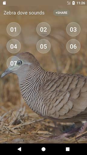 Zebra dove Sound скриншот 2