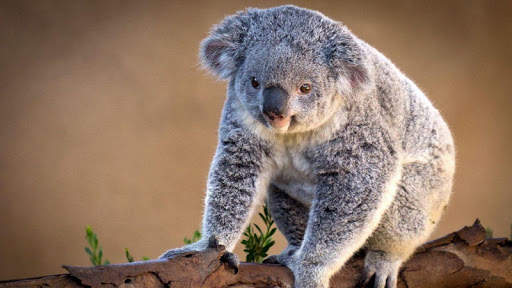 🐨 Koala Wallpapers screenshot 1