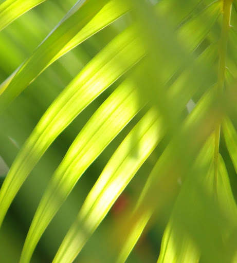 Spring Wallpapers HD screenshot 1