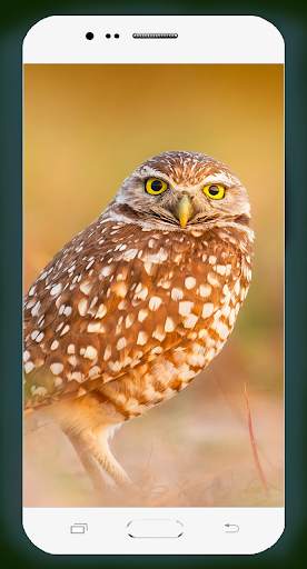 Owl Wallpaper HD screenshot 9