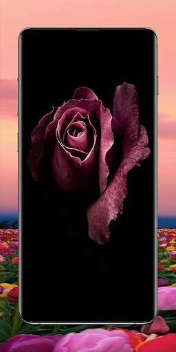 Flower Wallpapers screenshot 1