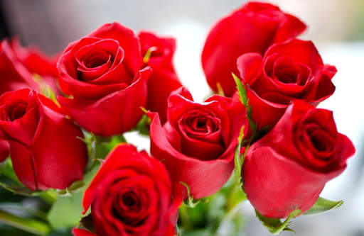 Red Rose Wallpapers screenshot 12