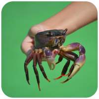 Crab Wallpaper HD on 9Apps