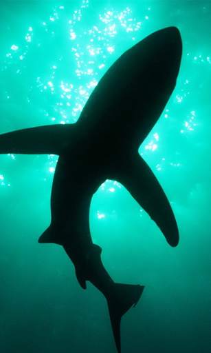 Shark Live Wallpaper (Wallpapers & Backgrounds) screenshot 1