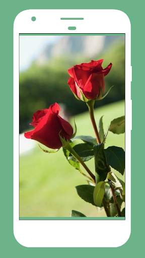 Rose Wallpapers screenshot 4