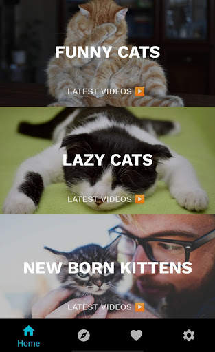 Funny Cat Videos: Funny Reactions and Cute Sounds screenshot 5