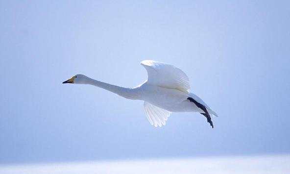 Swan Wallpapers screenshot 1