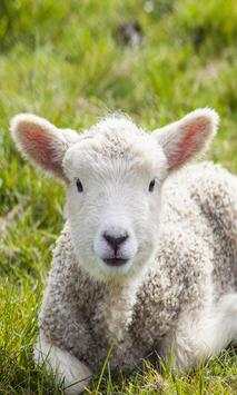 Sheep wallpaper 1 تصوير الشاشة