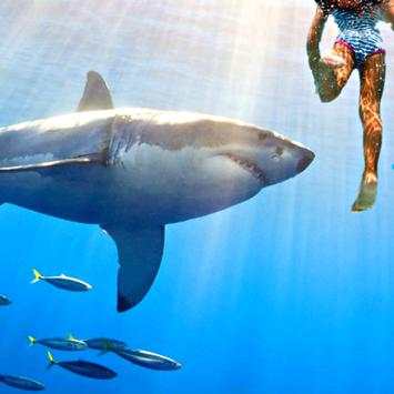 Shark Game स्क्रीनशॉट 3