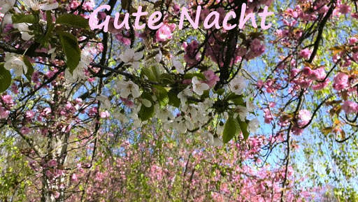 Guten Abend v4 screenshot 2
