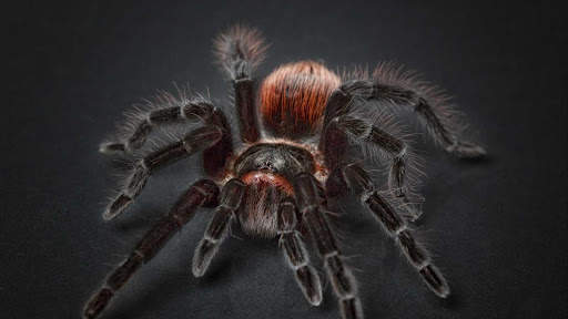 Spider Wallpapers HD & 4k Backgrounds screenshot 10