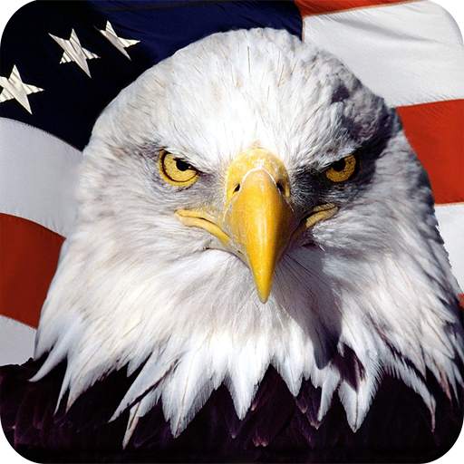 Eagle HD Wallpaper 1.01