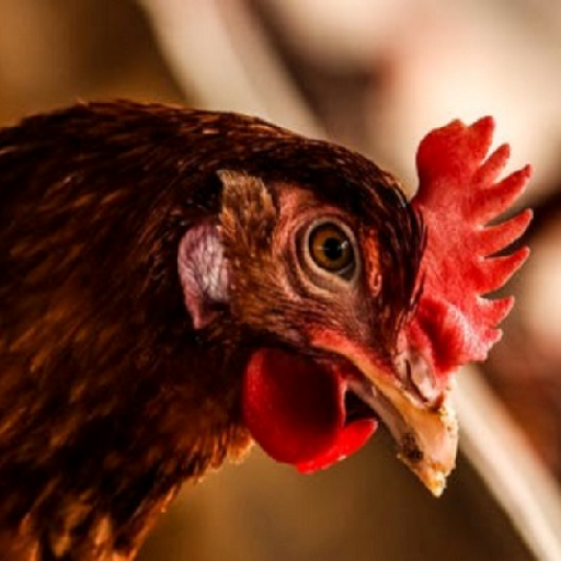 Poultry Diagnosis Expert System icon