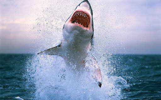 Shark Live Wallpaper (Wallpapers & Backgrounds) screenshot 5