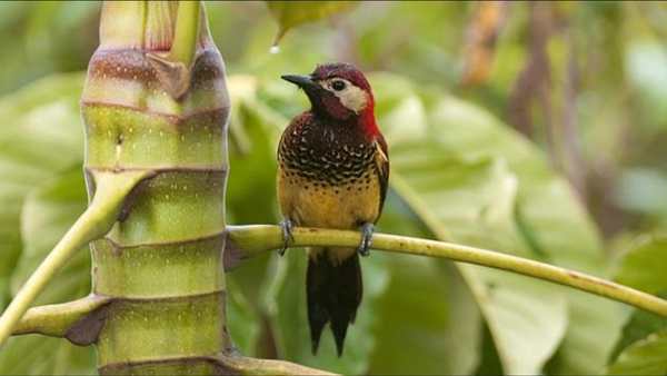 Birds. Live wallpaper स्क्रीनशॉट 5