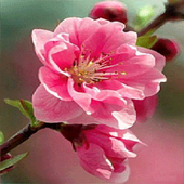 Pink Flower Swing LWP icon