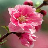 Pink Flower Swing LWP 2