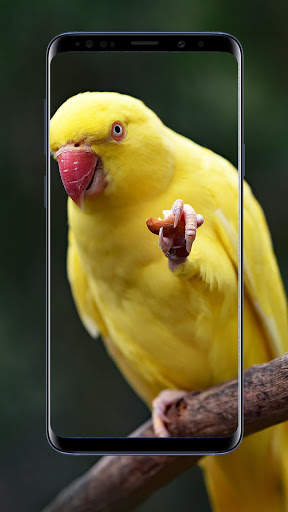 Parrot Wallpaper 5 تصوير الشاشة