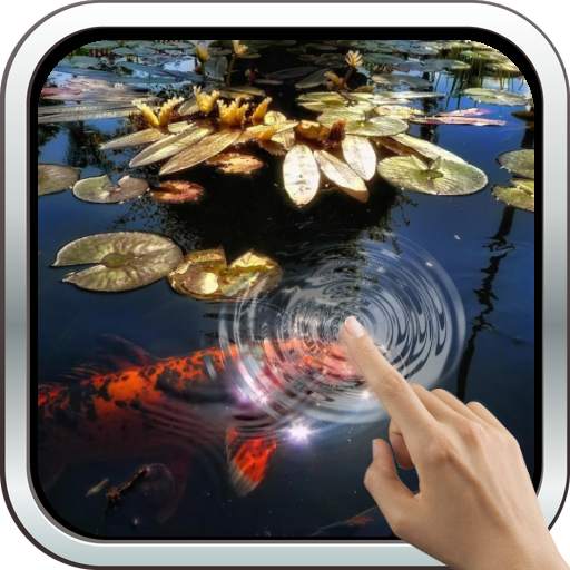 Koi Fish in the Pond 10.0