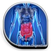 Human Digestive 1.1.0