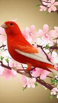 Canary Bird Wallpapers HD screenshot 3